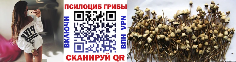 Купить закладки  Салаир  Псилоцибиновые грибы Cubensis 