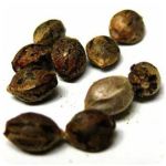 Семена марихуаны АК-47  (Seeds AK-47) в Салаире